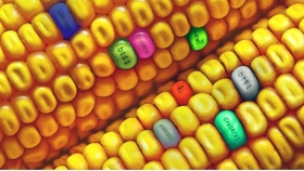 Histórico: Argentina aprueba la venta del primer maíz con tolerancia a dicamba