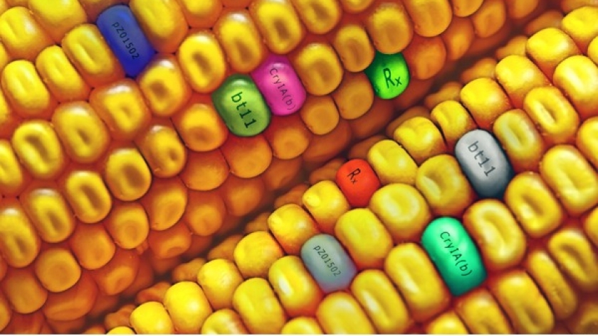 Histórico: Argentina aprueba la venta del primer maíz con tolerancia a dicamba