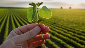 El insumo diseñado para la soja argentina que promete un retorno económico de 5 a 1: es sustentable y alcanza con 2 litros por hectárea