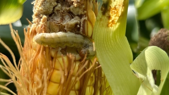 El maíz con biotecnología enfrenta nuevos desafíos por la presión de plagas y obliga a ajustar el manejo agronómico