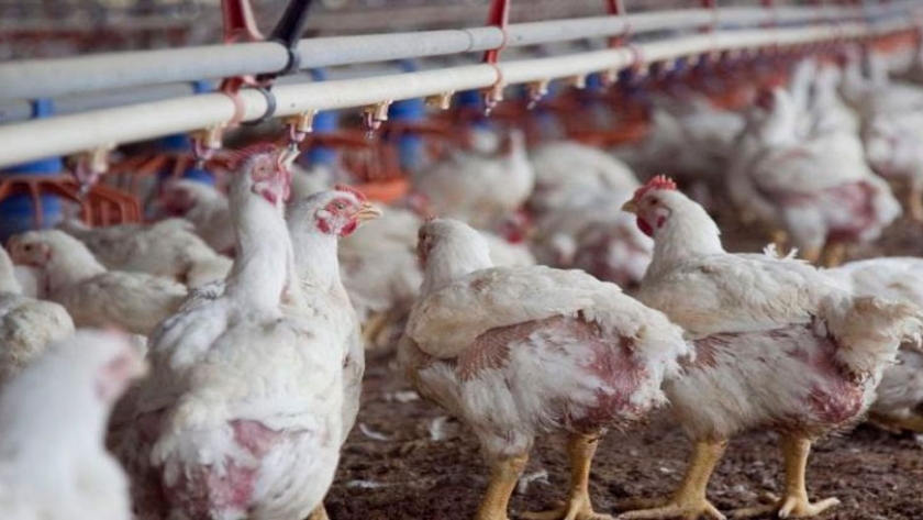 Consumo de carne aviar aumentó un 37 % en los últimos 10 años