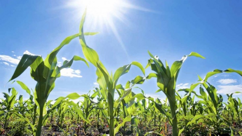 Campaña de maíz 2021-22: ya estiman crecimiento de siembra y producción