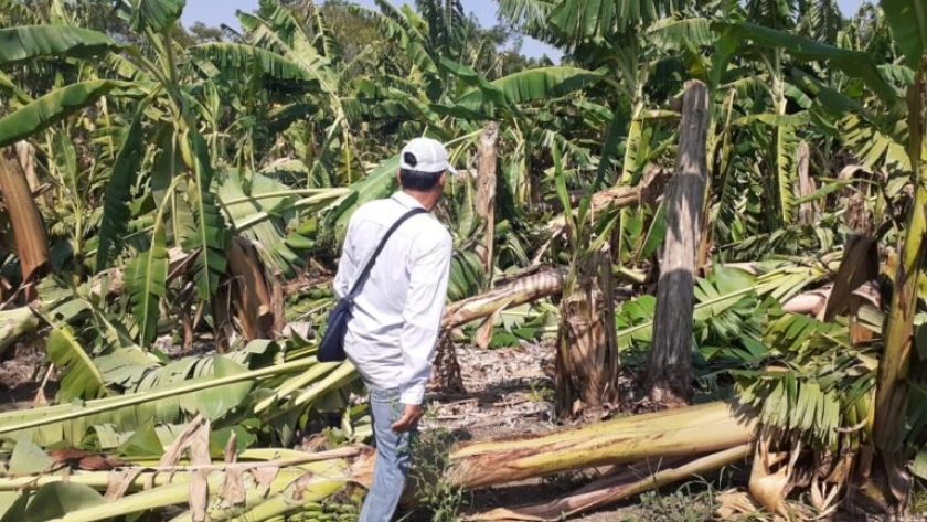 El gobernador Insfrán decretó Emergencia Agrícola en Formosa