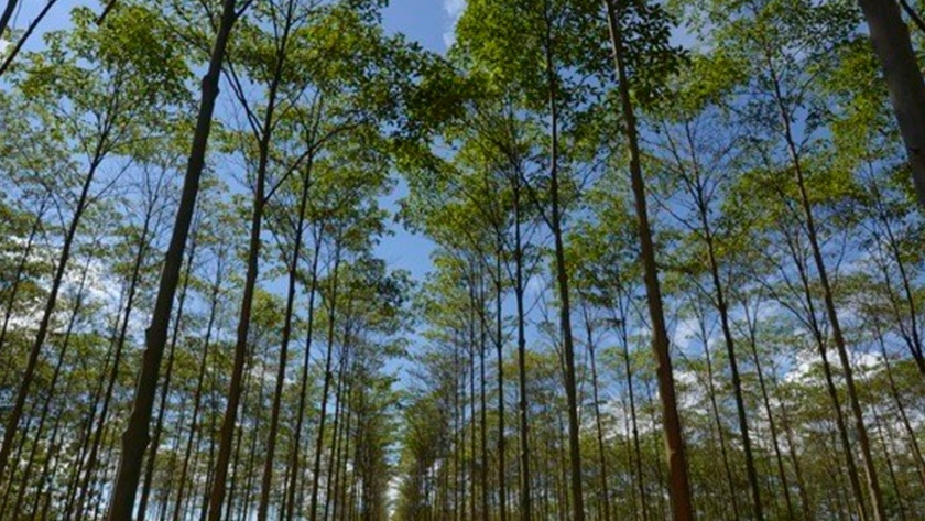 Perú impulsa un programa de financiamiento para forestaciones que incluirá a más de 3 mil productores