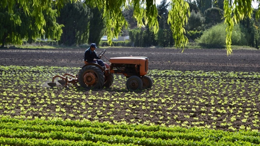 Evaluación de distintos cultivares en chacra de productor del VIRCh en Chubut