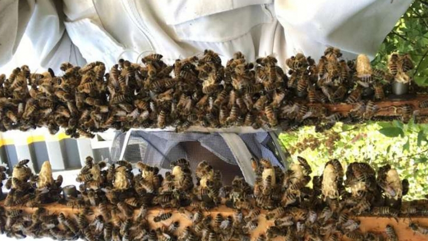 Los científicos encuentran pistas sobre el fracaso de la abeja reina