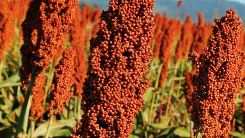 Cálculos finales de producción de sorgo en Córdoba 2019/20