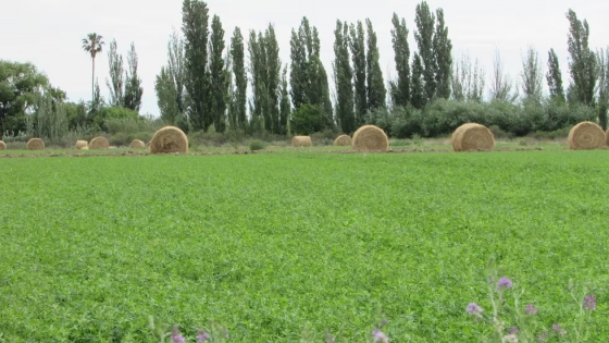 Alfalfa: La raíz histórica de un cultivo en auge en Mendoza