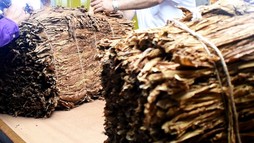 Están en funcionamiento todas las bocas de acopio de tabaco en Misiones