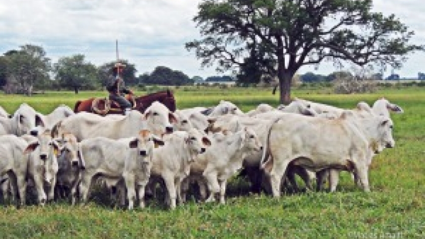 Brahman: 70 años en la producción ganadera del norte argentino