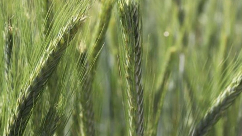 Evaluación de la fertilización nitrogenada en tres cultivares de trigo pan