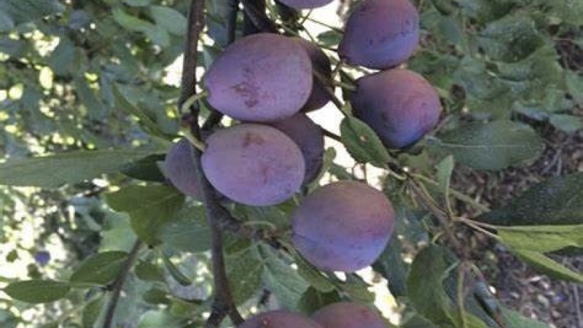 Aprueban el protocolo de calidad para exportación de ciruelas desecadas