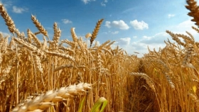 Buena expectativa de cosecha para el trigo