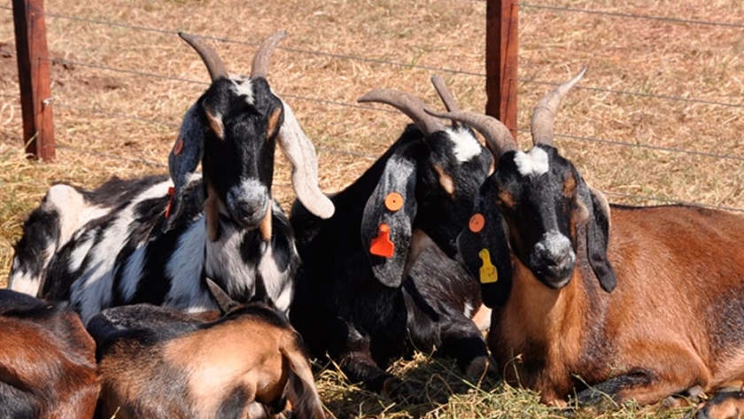 Con vacunación, Mendoza bajó casi un 70 % la prevalencia de brucelosis en cabras