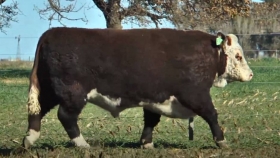 Remates: pagan más de un millón de pesos por un toro Polled Hereford