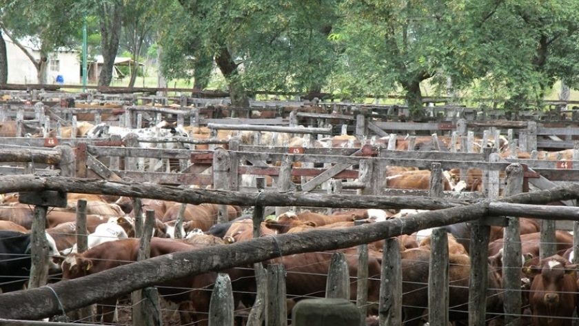 Pequeños productores ganaderos tienen su propio remate-feria