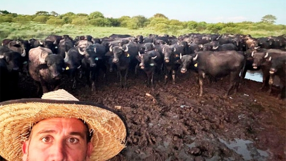 Créditos atados al valor de la carne: productores destacan una herramienta que busca impulsar la ganadería del norte
