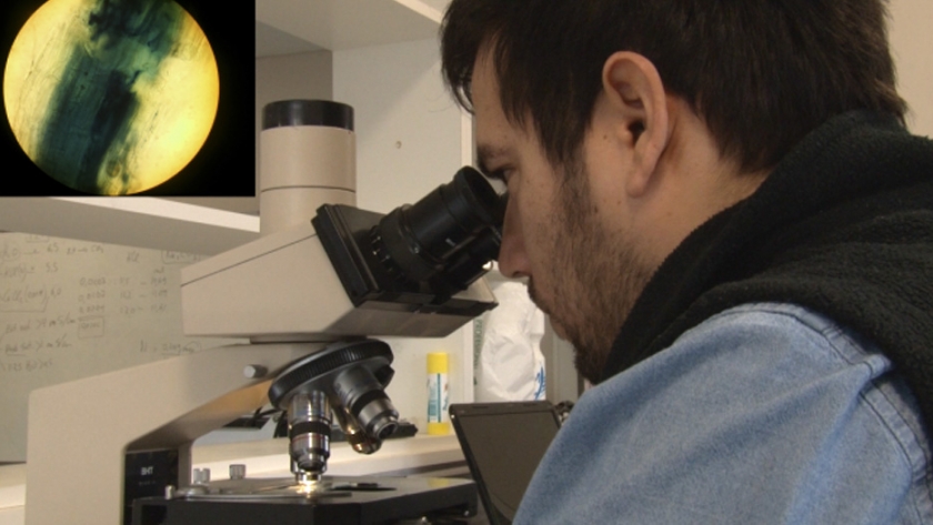 Avanzan los estudios sobre las comunidades microbianas del suelo en Patagonia Sur