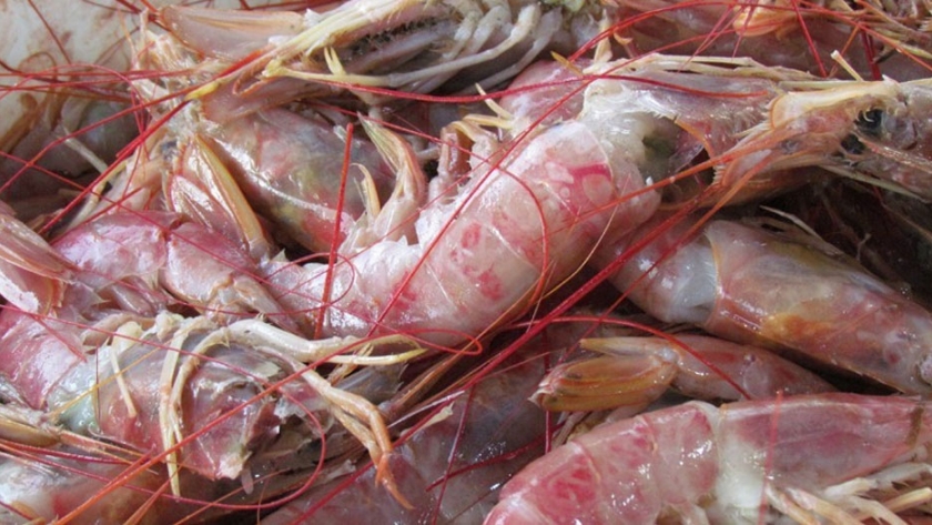 Con la participación de Río Negro, se analizó la temporada de Langostino y las proyecciones futuras