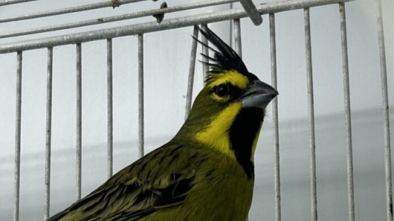 Repatriación de fauna silvestre en Argentina: 47 animales