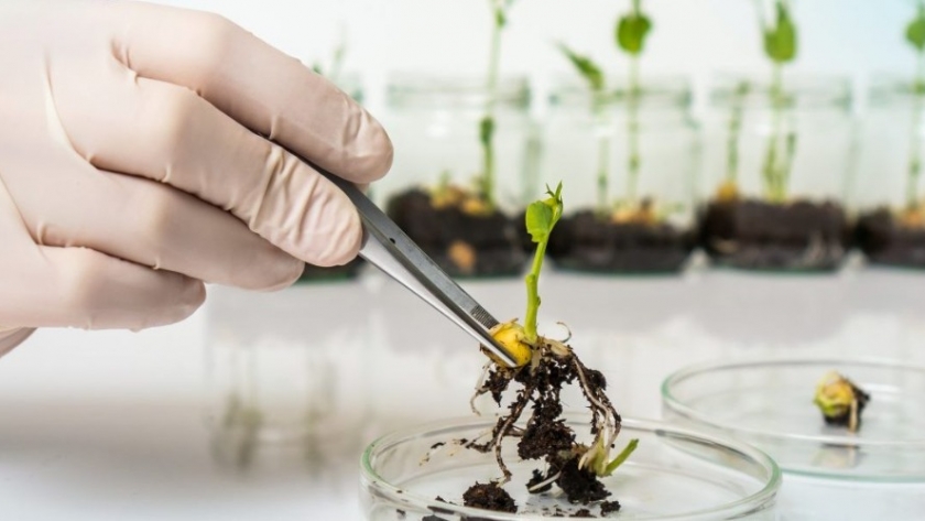 Recursos Genéticos: El Tesoro Natural de Argentina