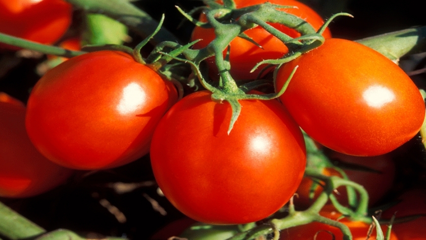 Con injertos, el cultivo de tomate rinde hasta un 58 % más