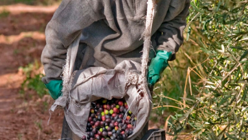 Mal año para el olivo: La cosecha para aceituna de mesa y aceite caería cerca de 30%