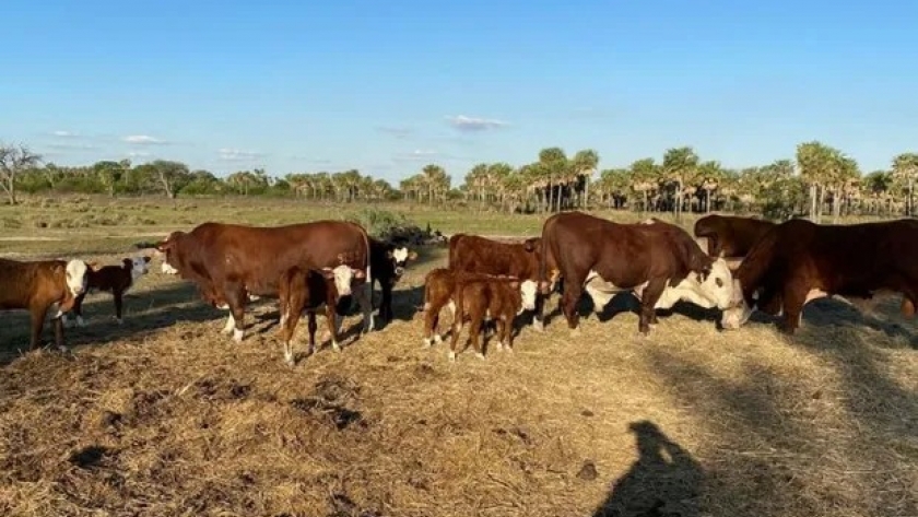 La cría enfrenta ventas forzadas y el desafío está en no descapitalizarse