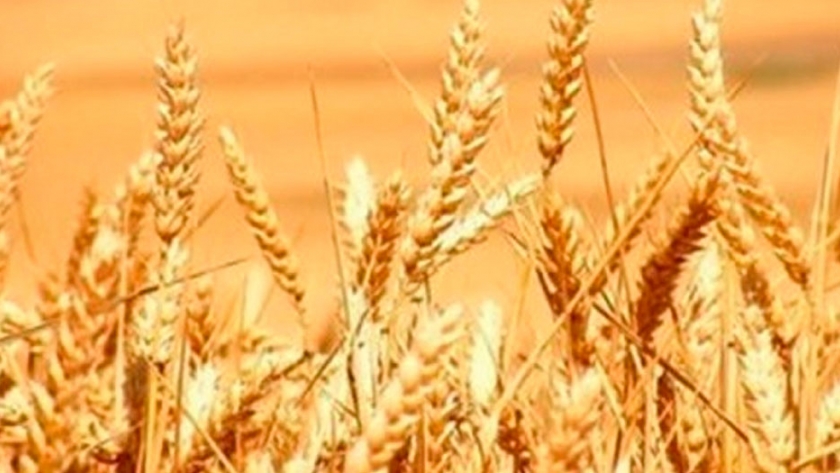 Entra al top 10: el complejo agrocervecero gana terreno en las exportaciones