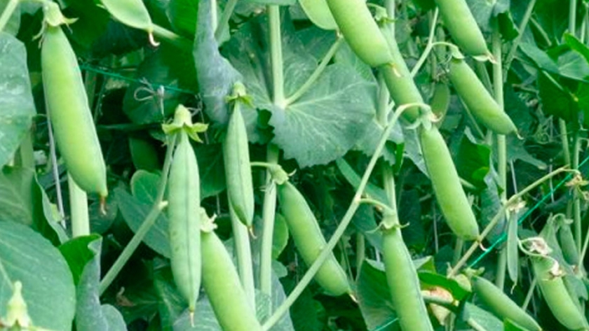 Por qué el cultivo de arveja es una oportunidad para la Argentina