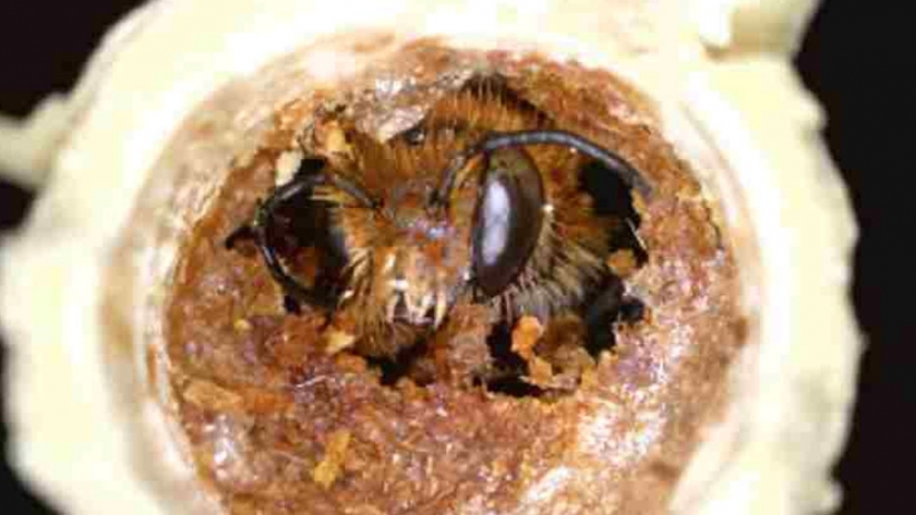Identifican abejas solitarias en el olivar como bioindicadoras del cultivo intensivo o ecológico