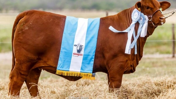 Pagaron $54 millones por la mitad de una ternera Braford en la subasta de La Rural 2025
