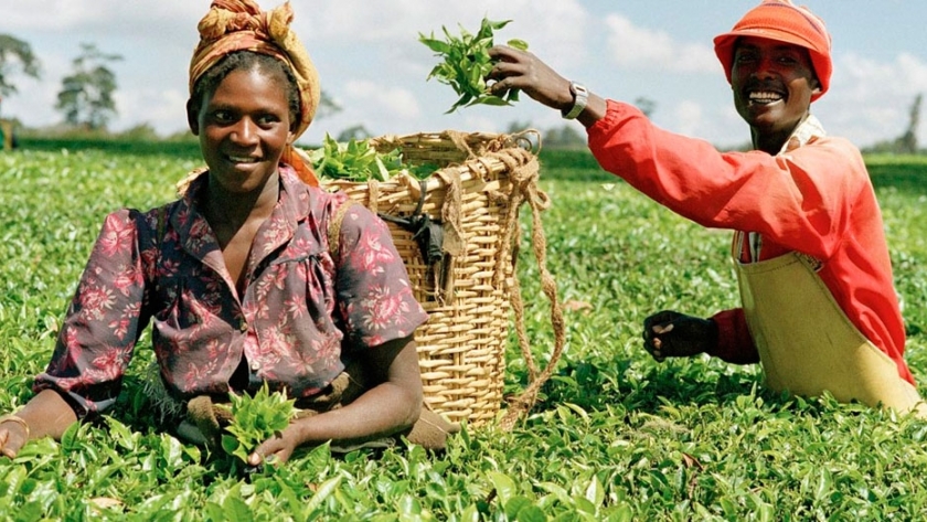 África apuesta a la tecnología para atraer a los jóvenes hacia la agricultura