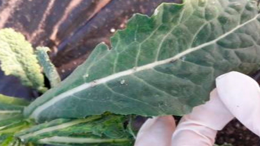 Plagas del cultivo de Kale en el Cinturón Hortícola Platense