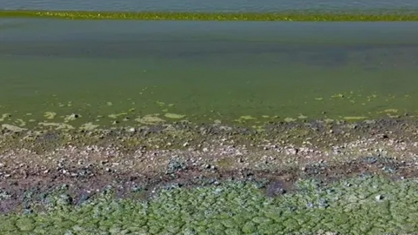 Alerta roja por cianobacterias en lagunas de Buenos Aires: qué son y cómo pueden afectar la salud