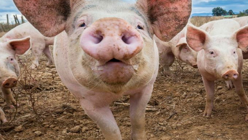 Carne de cerdo: Más producción, más consumo interno y mayores exportaciones