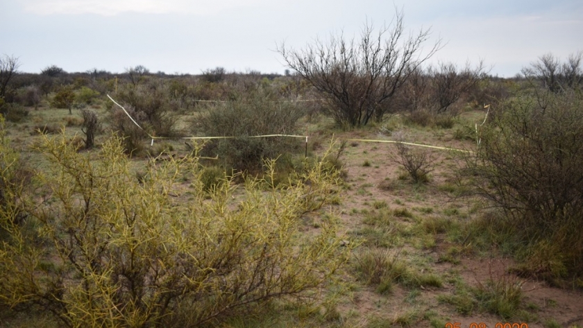 Con sensores remotos monitorean cambios en la vegetación de tierras secas