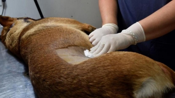 Zoonosis Rojas actualiza su número para solicitar turnos de castración: nueva vía de contacto