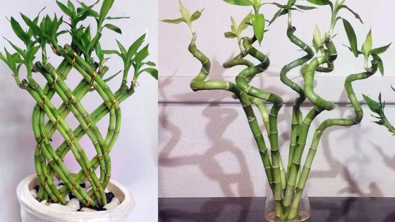 Cómo propagar el “bambú de la suerte”, la planta más elegida para decorar interiores
