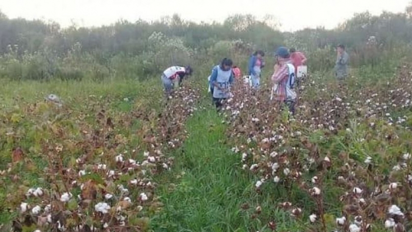Producción sustentable: culminó la primera experiencia chaqueña de siembra y cosecha de algodón agroecológico