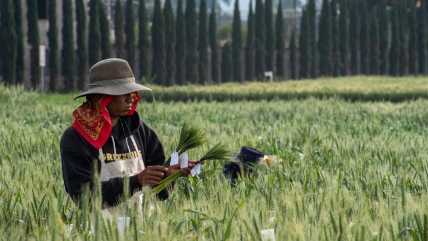 La enfermedad del trigo común en América del Sur salta a África