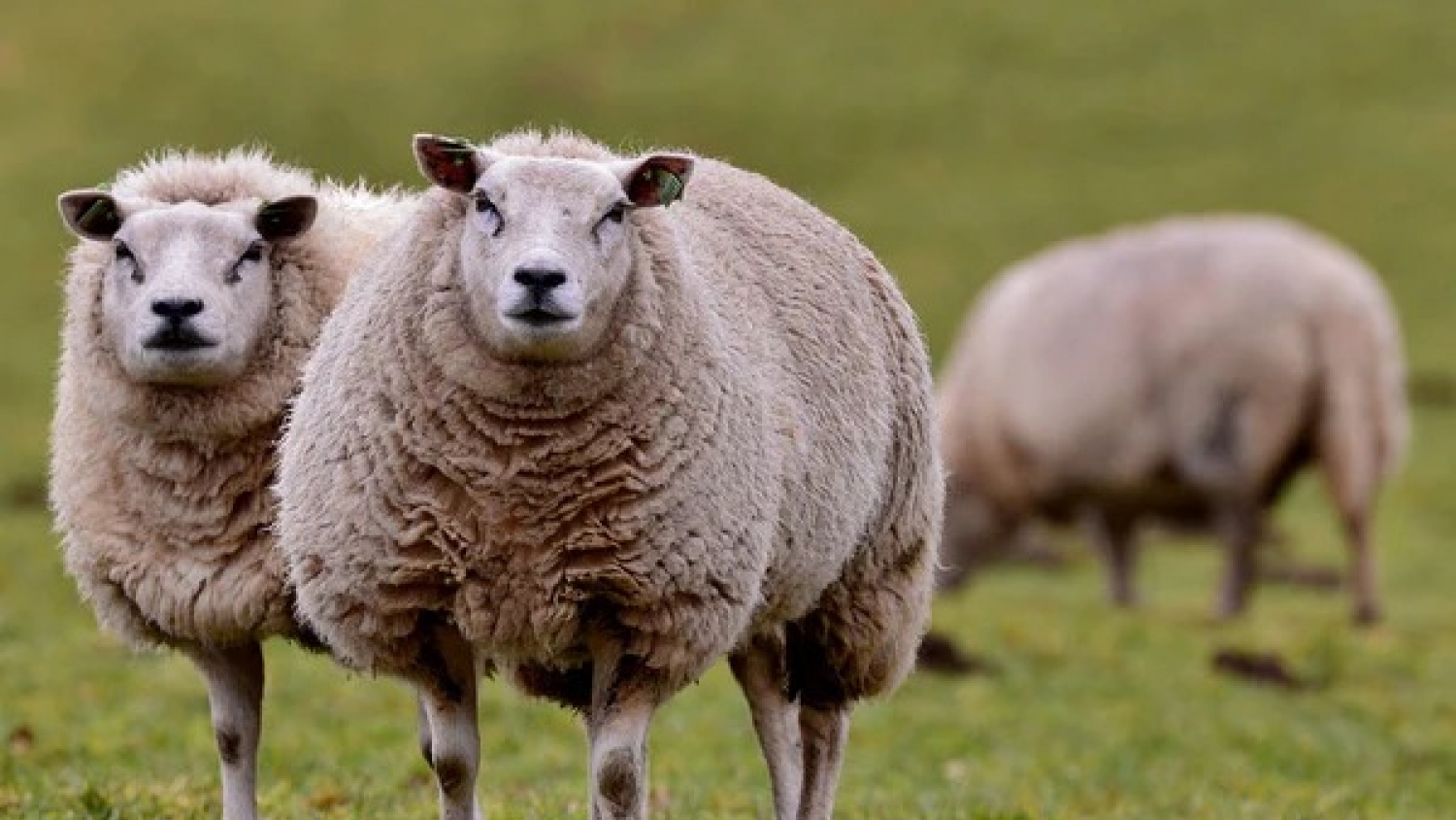 Impulsan un plan sustentable para reactivar la ganadería ovina en la Patagonia