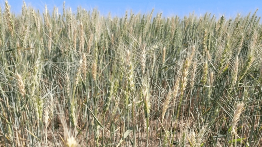 El trigo no logra salir de la desilusión: desde Córdoba y Rosario llegan más malas noticias para la cosecha