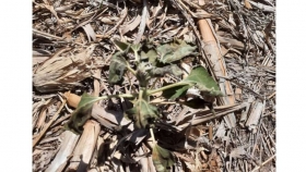 La helada afectó lotes de girasol en Chaco, y otras zonas NEA