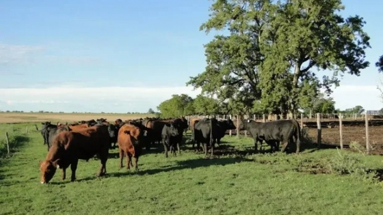 El INTA certificó que un kilo vivo de bovino captura carbono: presentaron la primera declaración ambiental