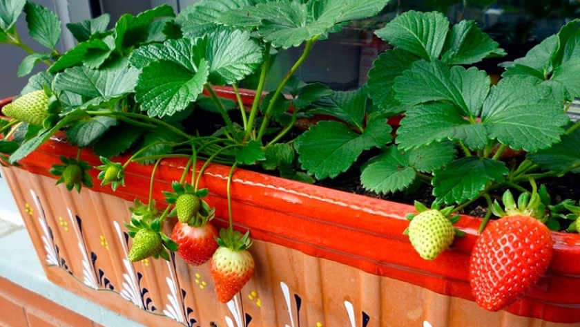 ¿Cómo identificar las semillas de las frutillas? 