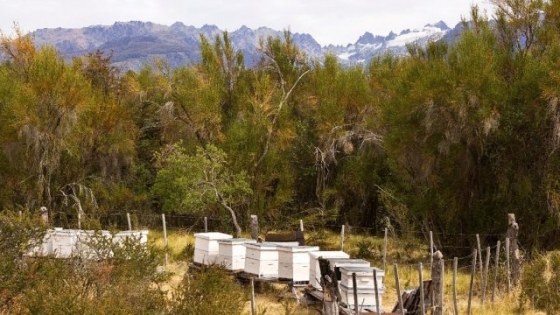 <Río Negro exportó 1.400 abejas reinas a Italia y España