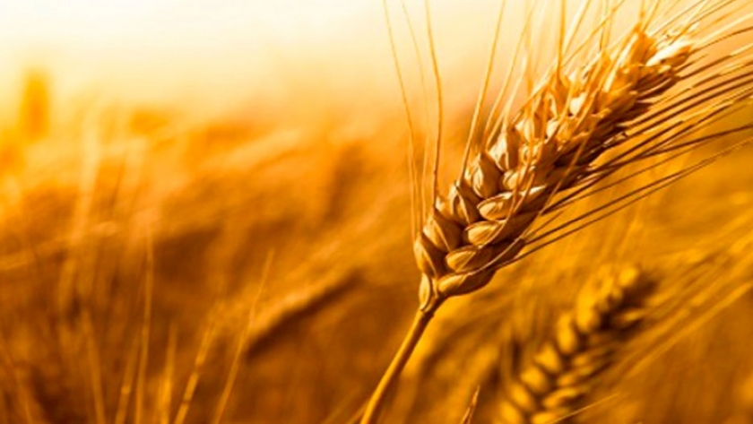 Desarrollan trigo tolerante a distintos herbicidas