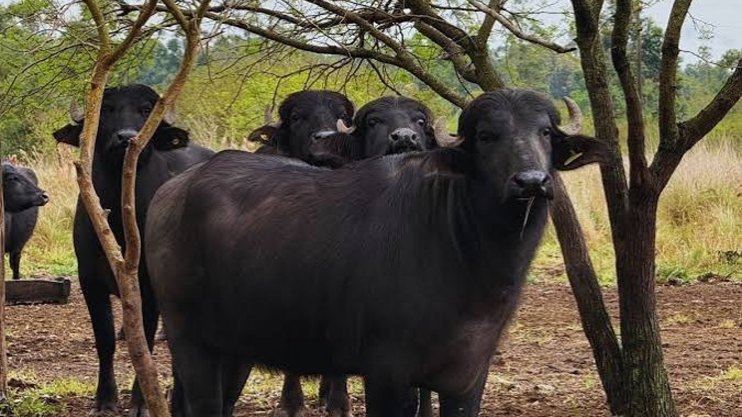 Búfalos en Corrientes: el INTA ajusta el manejo para aprovechar ambientes donde la ganadería tradicional enfrenta limitaciones