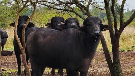 Búfalos en Corrientes: el INTA ajusta el manejo para aprovechar ambientes donde la ganadería tradicional enfrenta limitaciones